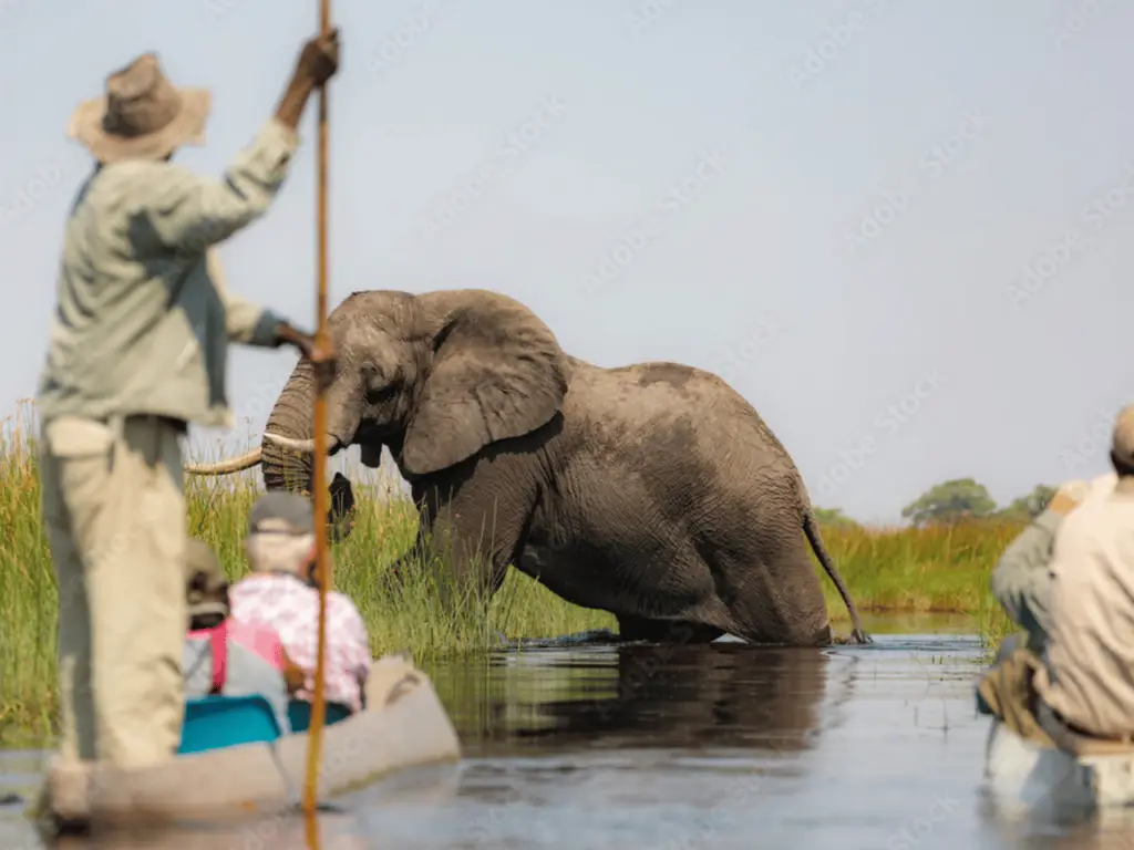 tourists-viewing-elephants-in-the-Okavango-delta