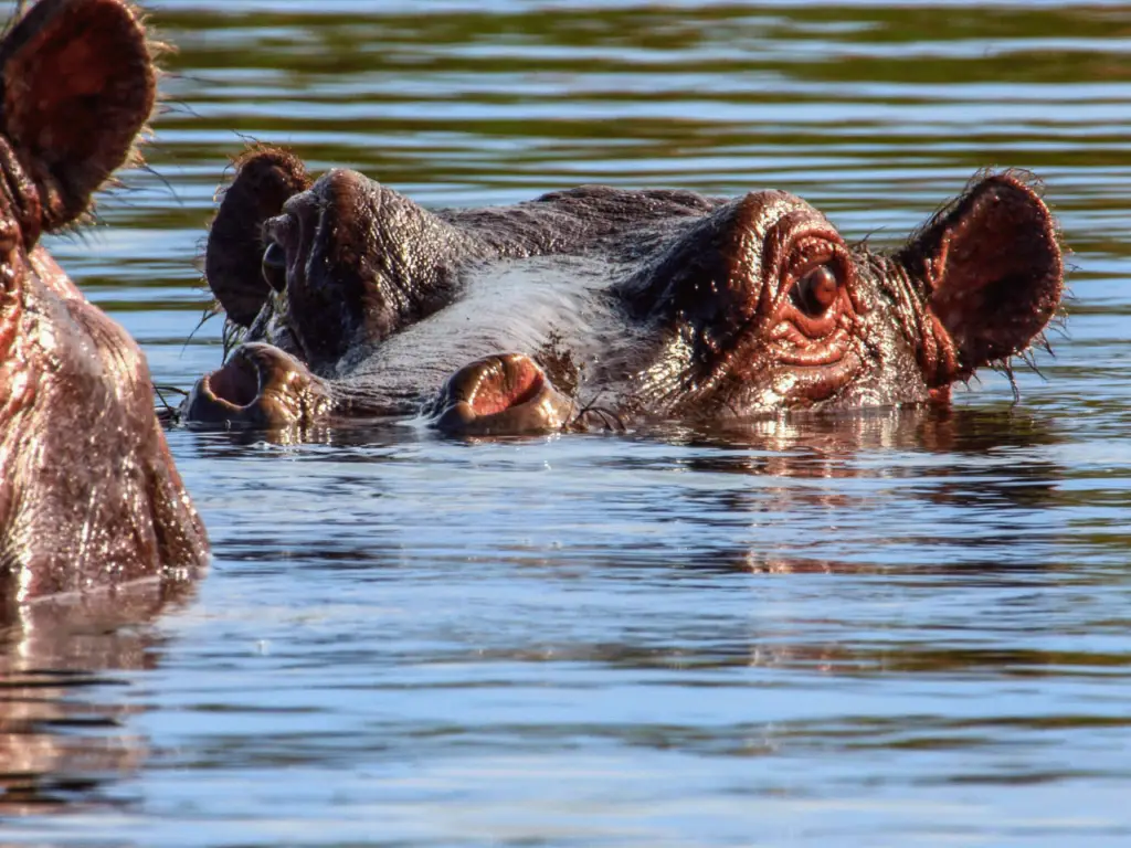 hippos-in-the-Okavango