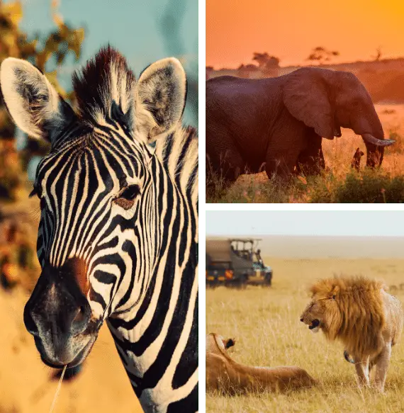 zebra-elephant-lion-wildlife