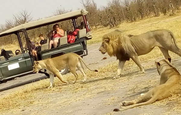 thaoge lions picture